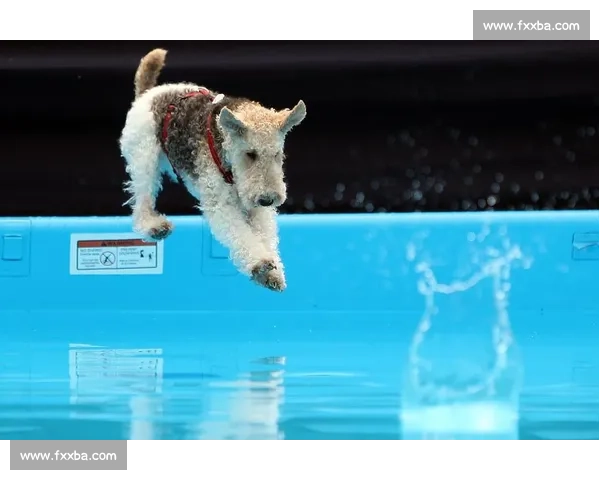 汪比赛：探索新时代宠物竞技文化与汪星人赛场表现的精彩对决